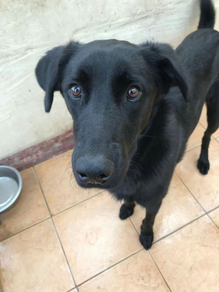NWDogRescue's tweet photo. We rely totally on people like  you to RT details of our dogs.  This is how we find homes for rescue dogs.  Please take the time to RT this selection, it takes a second, but you never know who it will reach!
https://t.co/L0jvbhqc0V https://t.co/PW3O0zQPg9