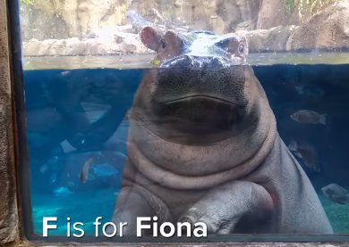 CincinnatiZoo's tweet image. Time for a new Fiona Show episode on Facebook Watch! Check out Fiona's cutest moments from A-Z. #TeamFiona ow.ly/GNOx30lV5wi