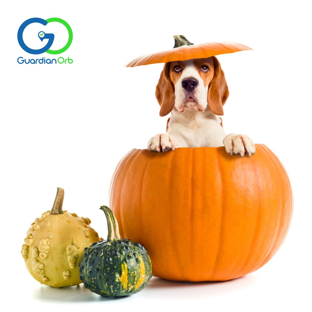 GuardianOrb's tweet photo. Happy pumpkin spice everything season. https://t.co/hSP68XHThb