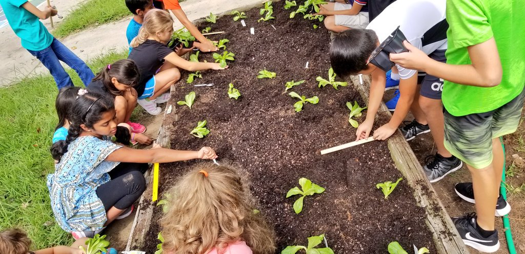 KyleHamstra's tweet photo. Transplanting is definitely a different process than growing from a seed. Impressed by how @andreasquiers6's third graders demonstrated complex, #handsonlearning with lettuce in #ddegardens. #sci3L21 #sci3L22 #ddestem #SwimFwd #hashtag180 https://t.co/Fndry8vKNF