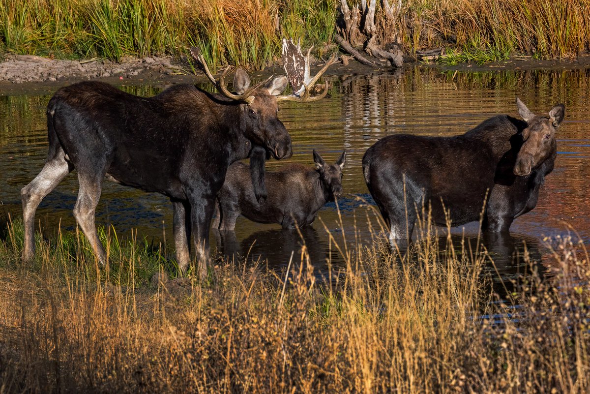 DaveKochPhoto's tweet photo. Family Portrait

#utah #Wasatch #Fall #Evening #Moose #Wildlife #lake #water #DaveKochPhoto #BullMooose #WasatchNationalForest #WasatchForest #UtahLiveElevated #VisitUtah #beUtahful #igutah #landscape #outdoors #utahgram #utahisrad #utahphotograph https://t.co/DLyti2nsA5