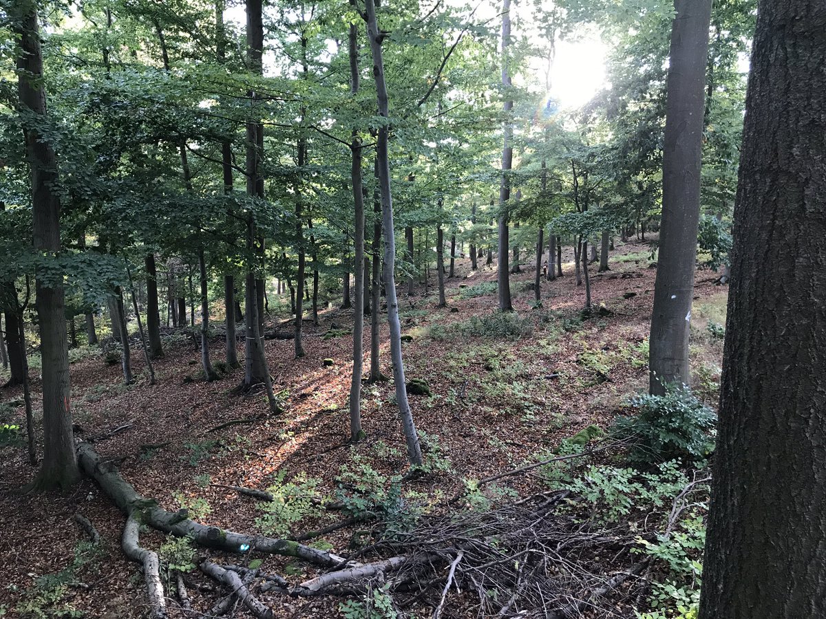 #waidmannsheil Allen die heute auch Ansitzen. Heute beginnt unser Jagdwochenende an dem es vorrangig um weibliches #rehwild geht. #schwarzwild und #raubwild ist ebenfalls frei.