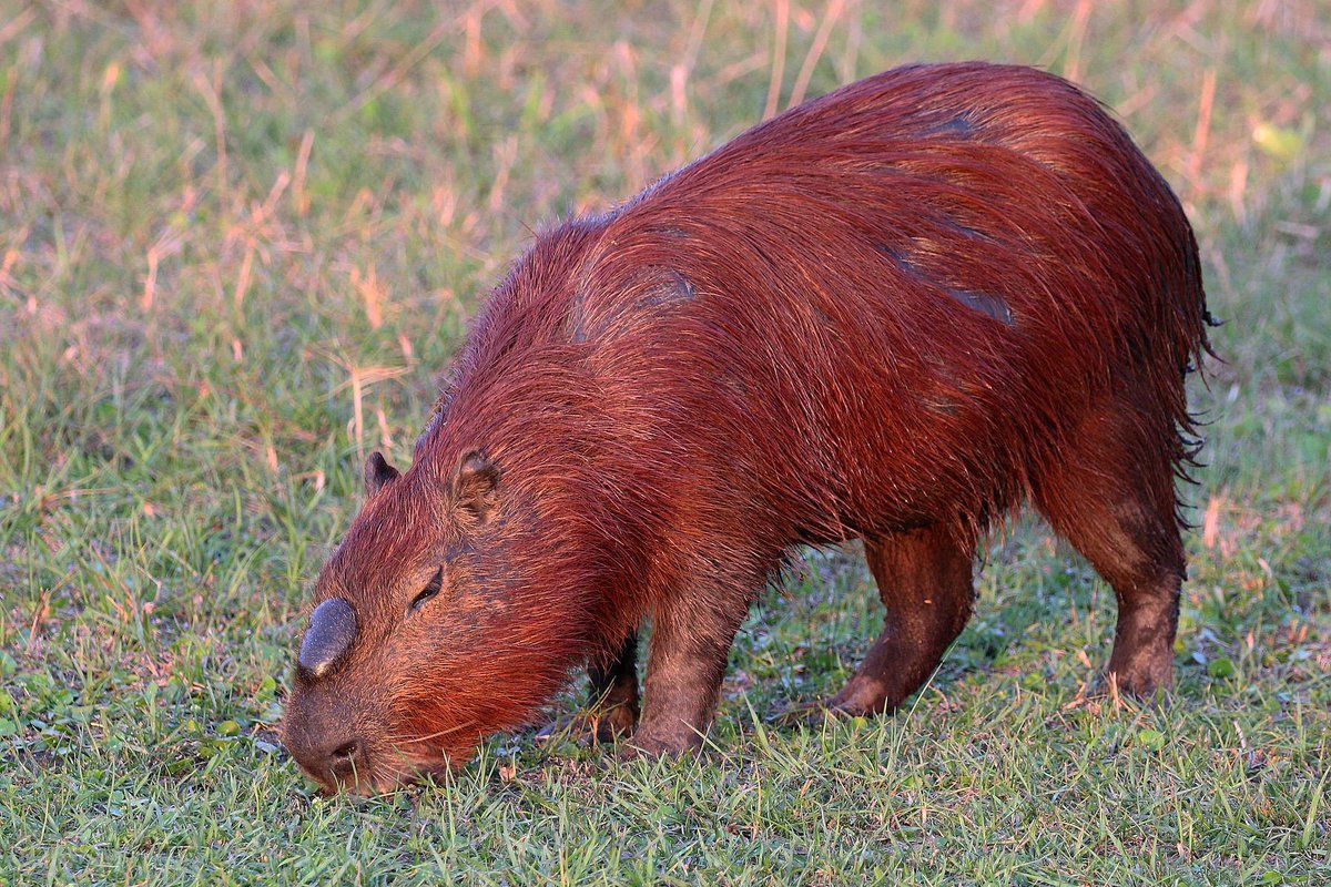 Omg A Capybara Meme - Ingersolberg