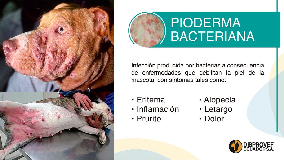 disprovefec's tweet photo. 👩‍⚕👨‍⚕ La PIODERMA BACTERIANA afecta la piel de los perros con síntomas muy desagradables, provoca prurito y mal olor de la piel del animal. 🐕
Causas comunes:
◾Alergias
◾Ácaros
◾Defensas bajas
#PiodermaCanina #Veterinaria #Enfermedad #Perro #Convenia #Zoetis #Disprovef https://t.co/bF9cOvmy9w