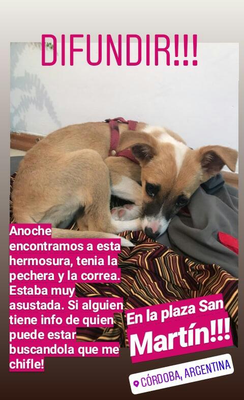 sorrywacho's tweet photo. Porfa difundan 😭😭😭 la perrita esta muy bien cuidada y seguro tiene dueñx es en cordoba capital zona centro https://t.co/8l9VpVEQ0u