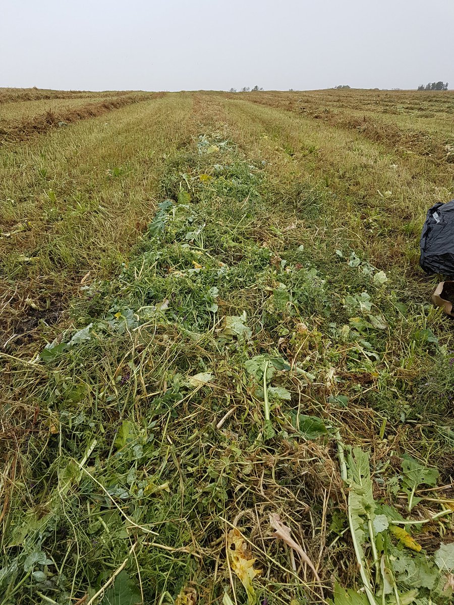 JacquelineToews's tweet photo. First set of #Feed samples collected for year 2 of my #Polycrop #Forage trial today. Feed testing for forage quality and nitrate levels. #ExtensiveGrazing #AgResearch #WestCdnAg https://t.co/KLJfasWt79