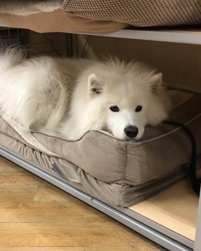 DogsAtNoon tweet picture