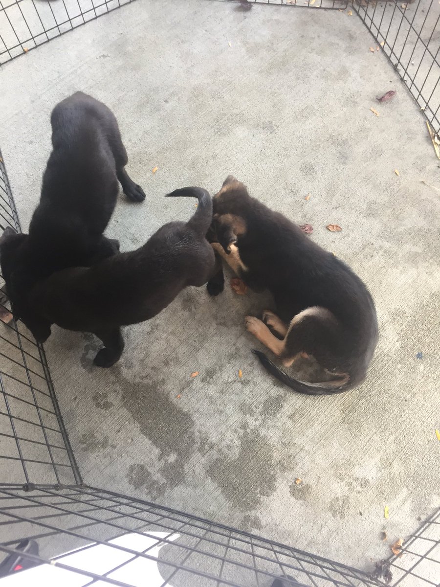 kathyklotzguest's tweet image. The #customerexperience for this #cx conference includes puppies!!! Yes and cute 🐶...#amaignite