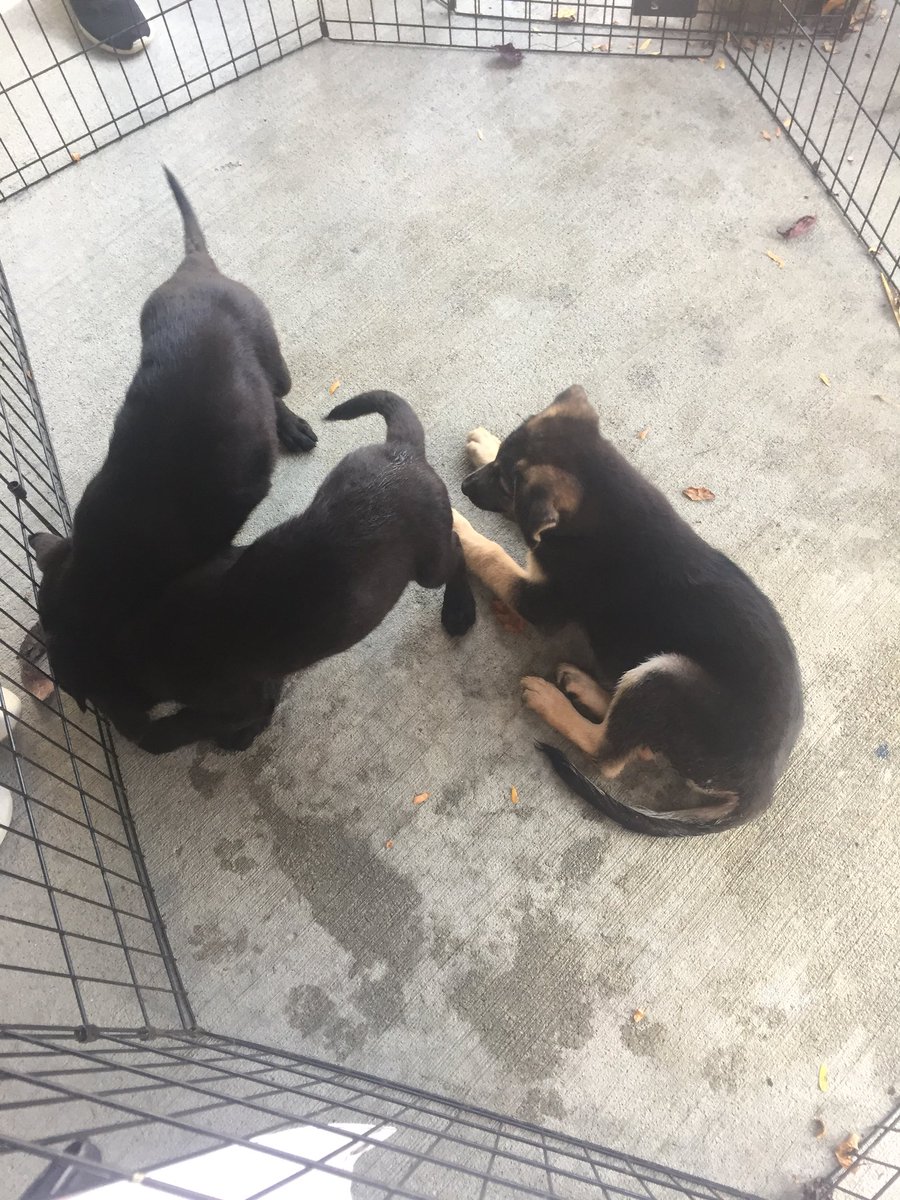 kathyklotzguest's tweet image. The #customerexperience for this #cx conference includes puppies!!! Yes and cute 🐶...#amaignite