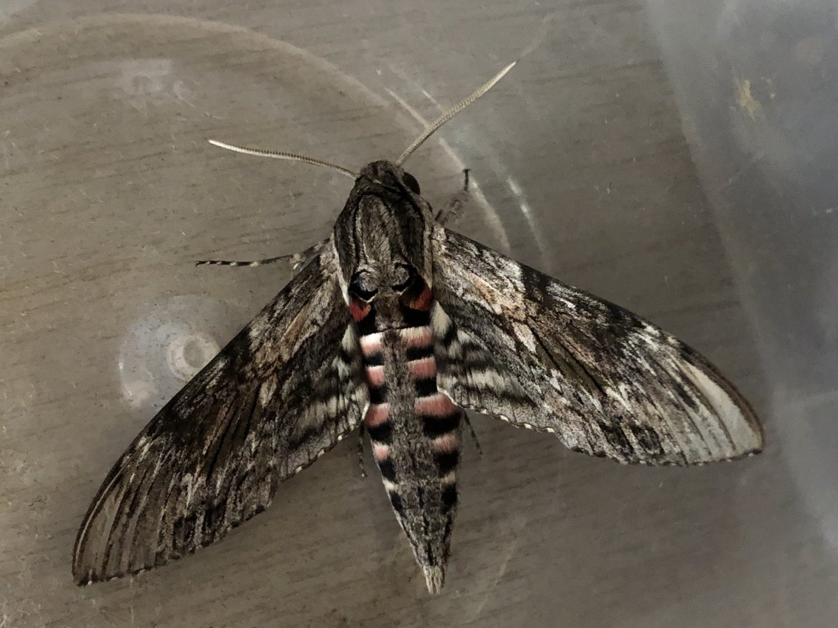 MiguelOlverAlas's tweet photo. Esfinge de la correhuela, Agrius convolvuli, Convolvulus Hawk-moth. Maravillas de la naturaleza. Esta mañana en Santafé, dando un susto a mi hermana, que creyó que era un murciélago 🦇 #Lepides https://t.co/f2Bk19EcZT