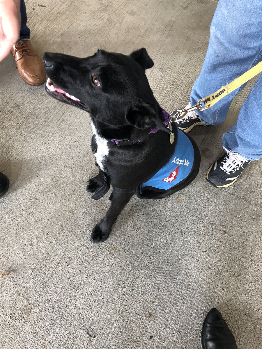 VehrComm's tweet image. There were puppies. Available for adoption.

Talk about a great #CX for a conference that’s *about* #CX!

Well done, @AMACincinnati! #AMAIgnite