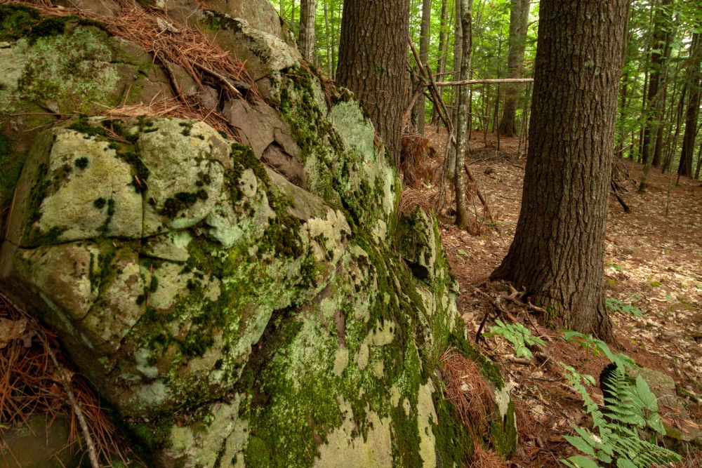 FredTourism's tweet photo. Did you know Currie Mountain used to be a volcano? 
Read all about why you should include this hike in your next weekend adventure here: https://t.co/frC2LQsgyK 
@hikingnb 
#exploreFredericton #exploreNB #exploreCanada https://t.co/QCdhZnH9QO