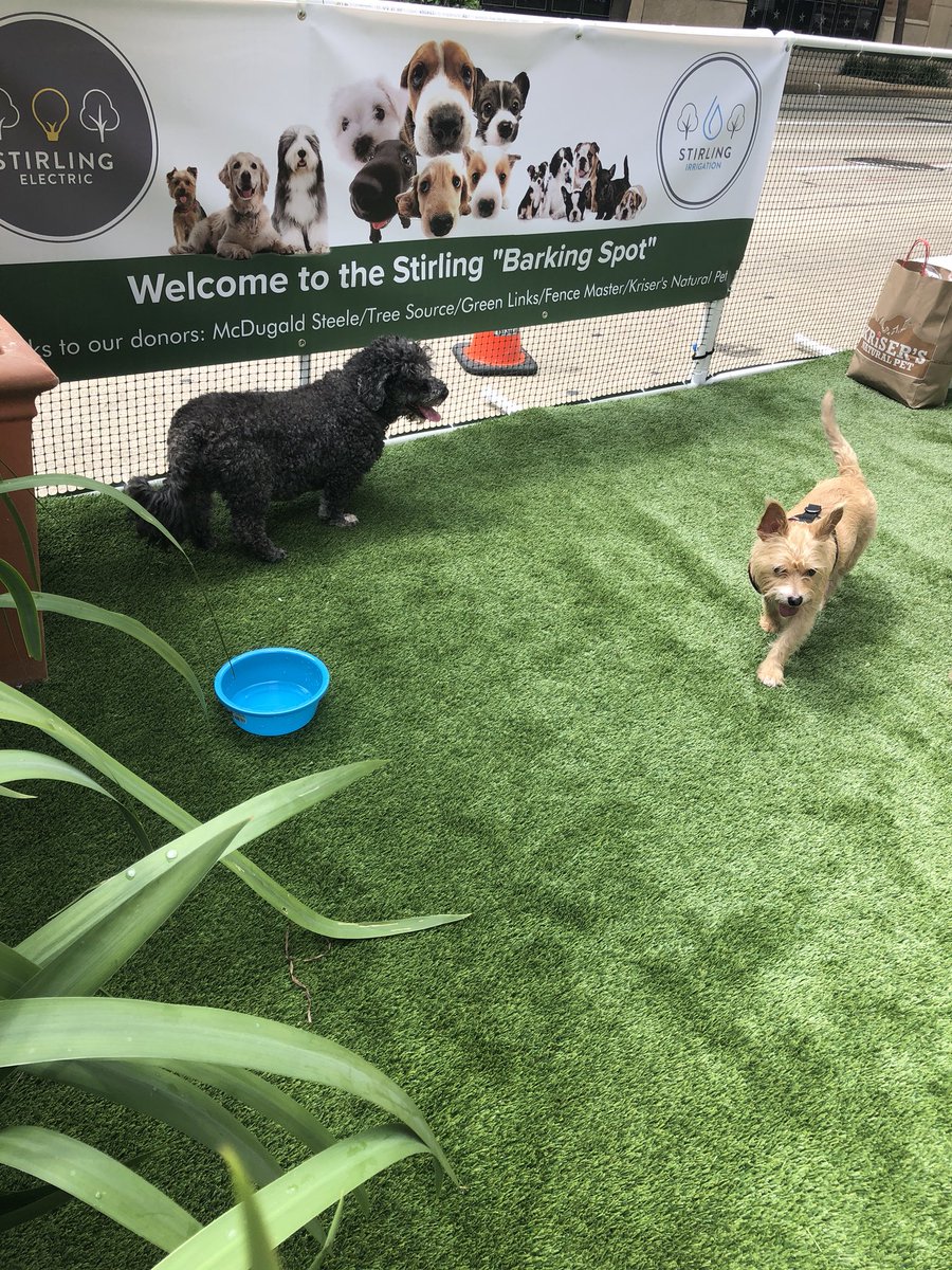 DowntownHouston's tweet photo. .@rdahouston &amp; @Texas_ASLA have temporarily transformed multiple parking spots along the 1200 block of McKinney into creative “parklets,” including a mini dog run! Stop by until 3 pm today to check them out! #ParkingDay2018 https://t.co/JmglWEtidg