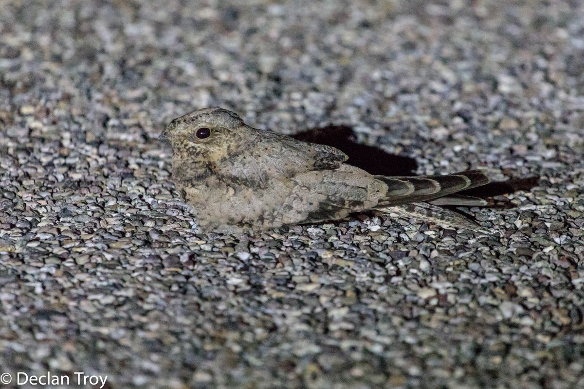 Late summer isn't the best time to visit #Arizona for night wildlife but campared to Alaska there was still much to see. This Lesser Nighthawk blocked the road while we patrolled for herps. #SaguaroNationalPark