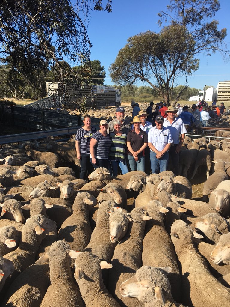 KinnairdPav's tweet photo. A huge working week but highly rewarding with at top of $318 For young merino ewes at Pinnaroo PPHS off shear sale                    Vendor BEJ &amp; YD Thiel Purchased buy bergan park spence Dix Kieth https://t.co/cfaED2noGC