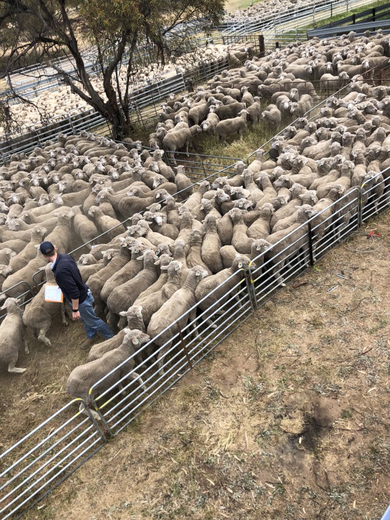 KinnairdPav's tweet photo. A huge working week but highly rewarding with at top of $318 For young merino ewes at Pinnaroo PPHS off shear sale                    Vendor BEJ &amp; YD Thiel Purchased buy bergan park spence Dix Kieth https://t.co/cfaED2noGC
