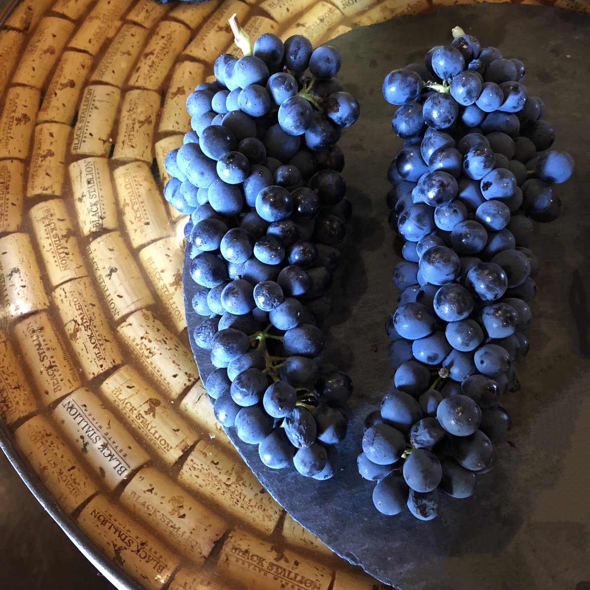 To our Syrah &amp; Rosé fans—you may be interested in these gorgeous grapes we harvested here at the estate this morning! #NapaHarvest #blackstallionwinery