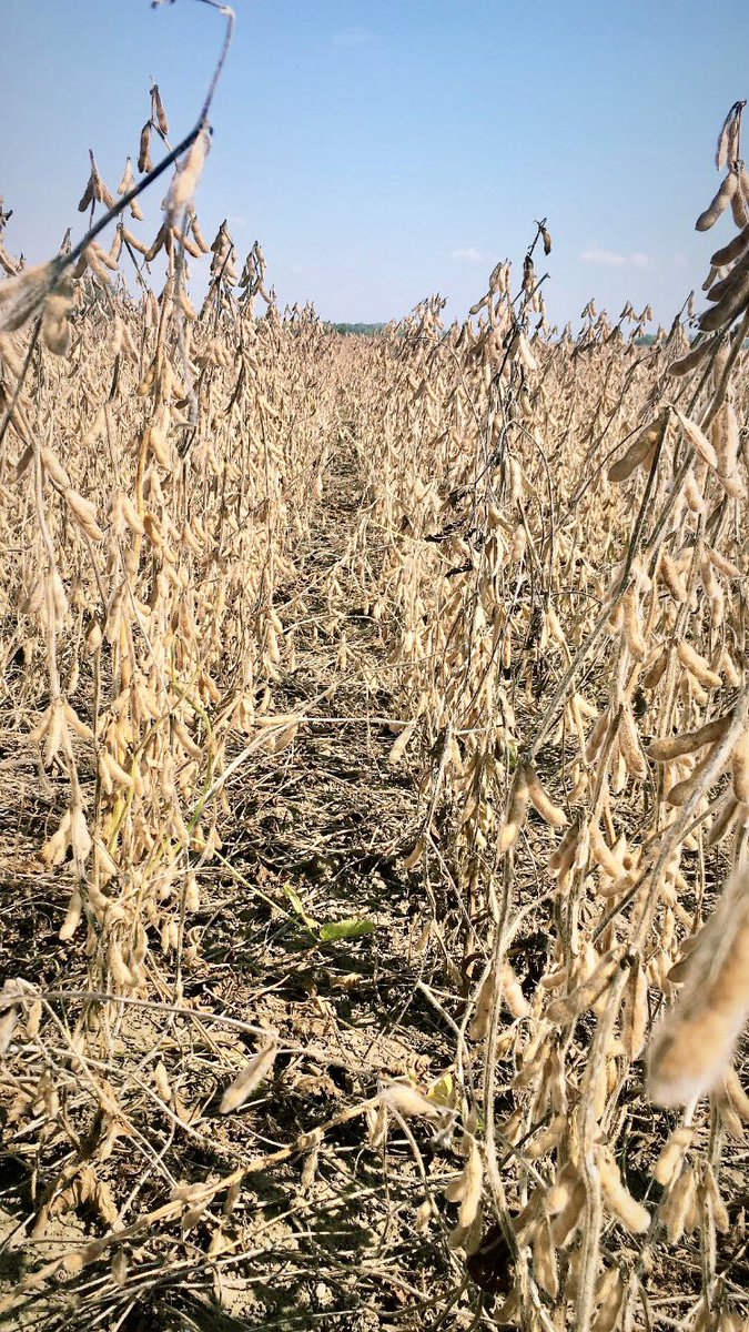 jennyglenney's tweet photo. Beans in Norfolk County starting to be combined. Running around 15% moisture. #giveerhell #scotlandagromart https://t.co/Yv06Pu48Hd