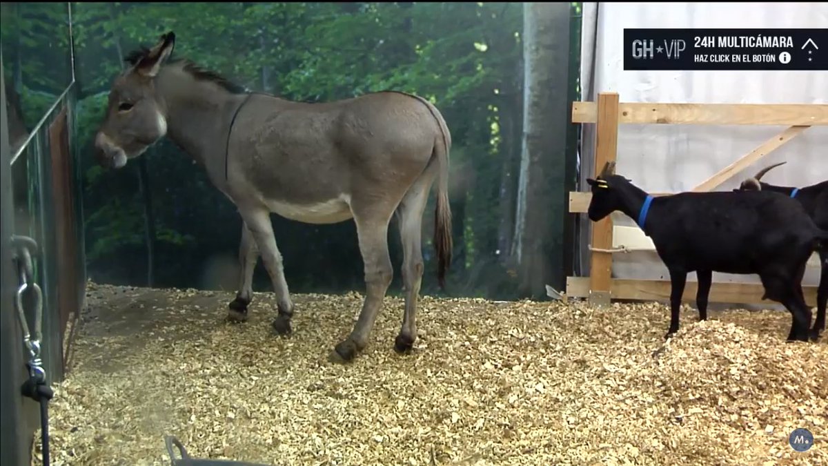 Lo mas bonito que hay en la casa #GHVIP21S 😍😍😍