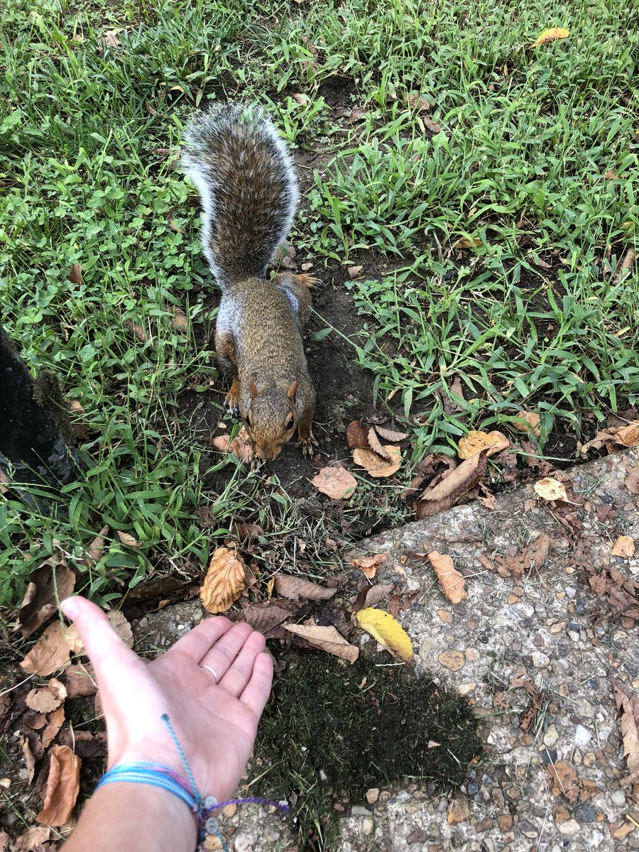 _tfisher's tweet image. pure happiness when I touched this squirrel