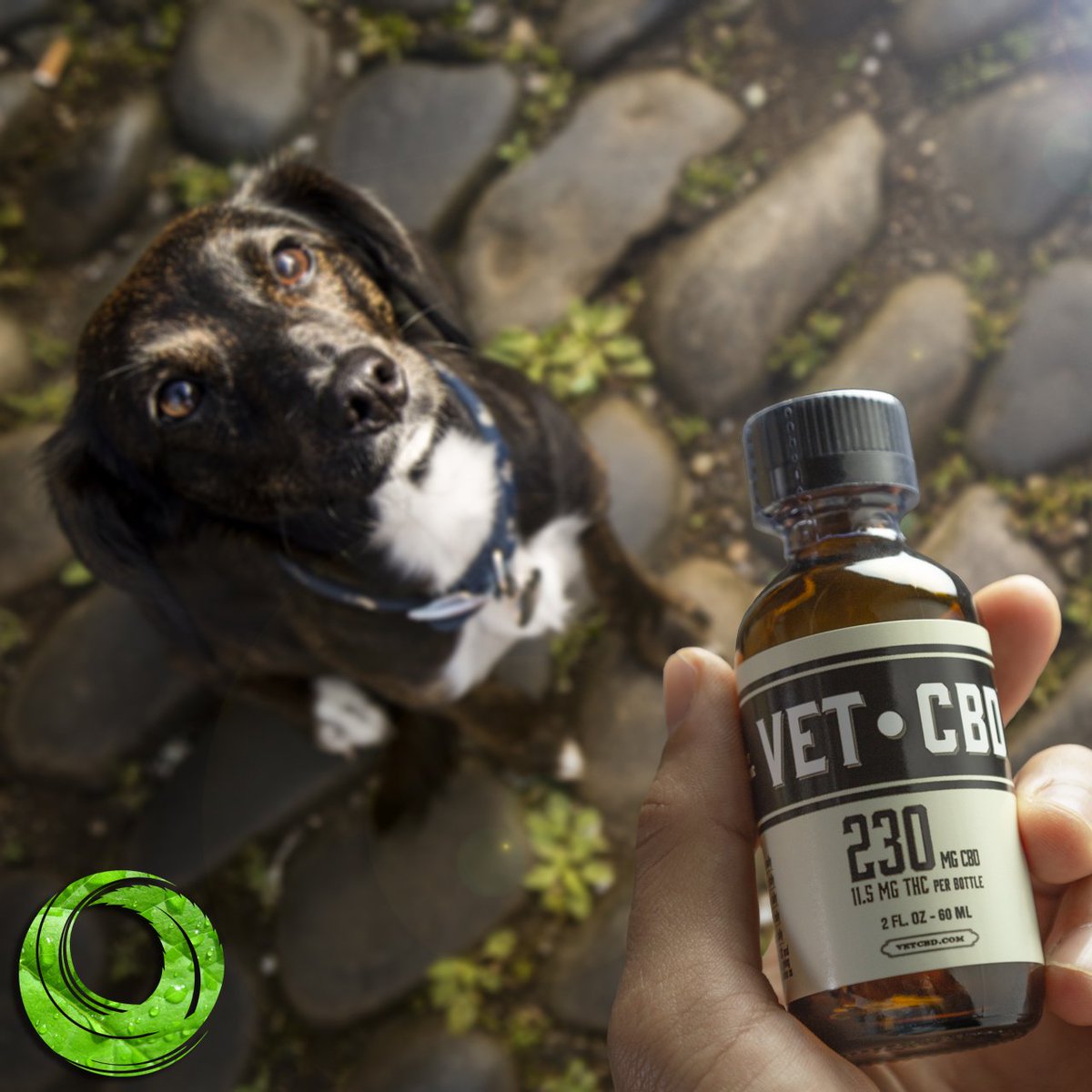 VETCBD is a non-psychoactive 20:1 tincture made just for your pet by a vet. The full spectrum oil is cannabis-derived which can provide better relief than hemp-based products for your furry friend. Anxiety, inflammation & pain be gone
#cannabisforpets #pettincture #cannabisforyou