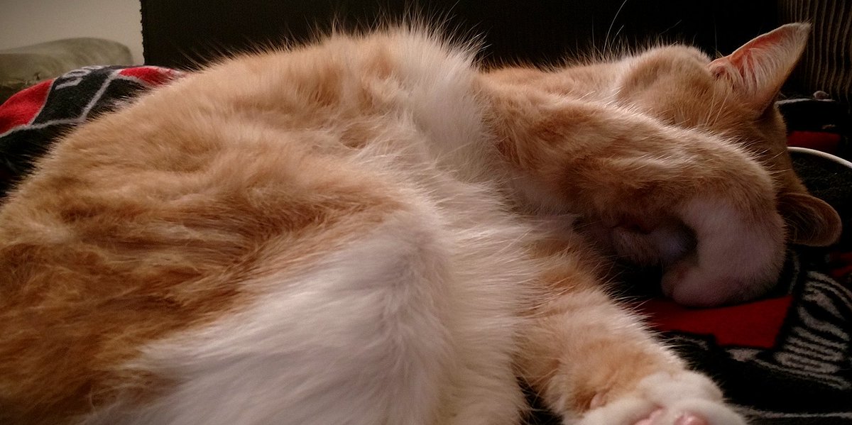 BournsIdentity's tweet photo. "Is it Caturday yet? No? Then don't wake me up yet" #CatsOfTwitter #TGIF #lastdayofsummer #friyay https://t.co/6ImoVbaBe7