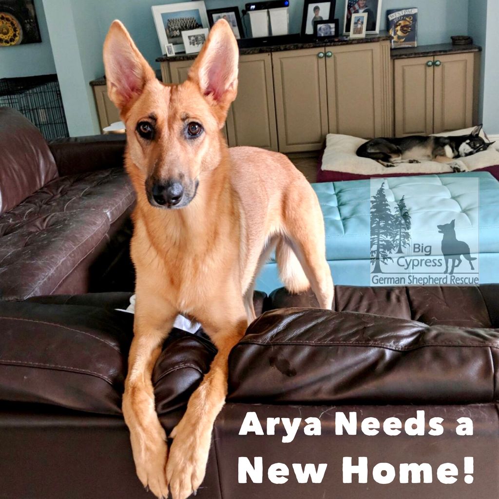 BC_GSR's tweet photo. Let’s be frank, BCGSR just can’t understand why this gorgeous gal Arya has not been scooped up already. She’s got so much to offer and isn’t barely 2 yrs old yet. She gets along with other dogs is cat friendly and house trained. She would be a wonderful addition to any family. https://t.co/b9HWU5ve47