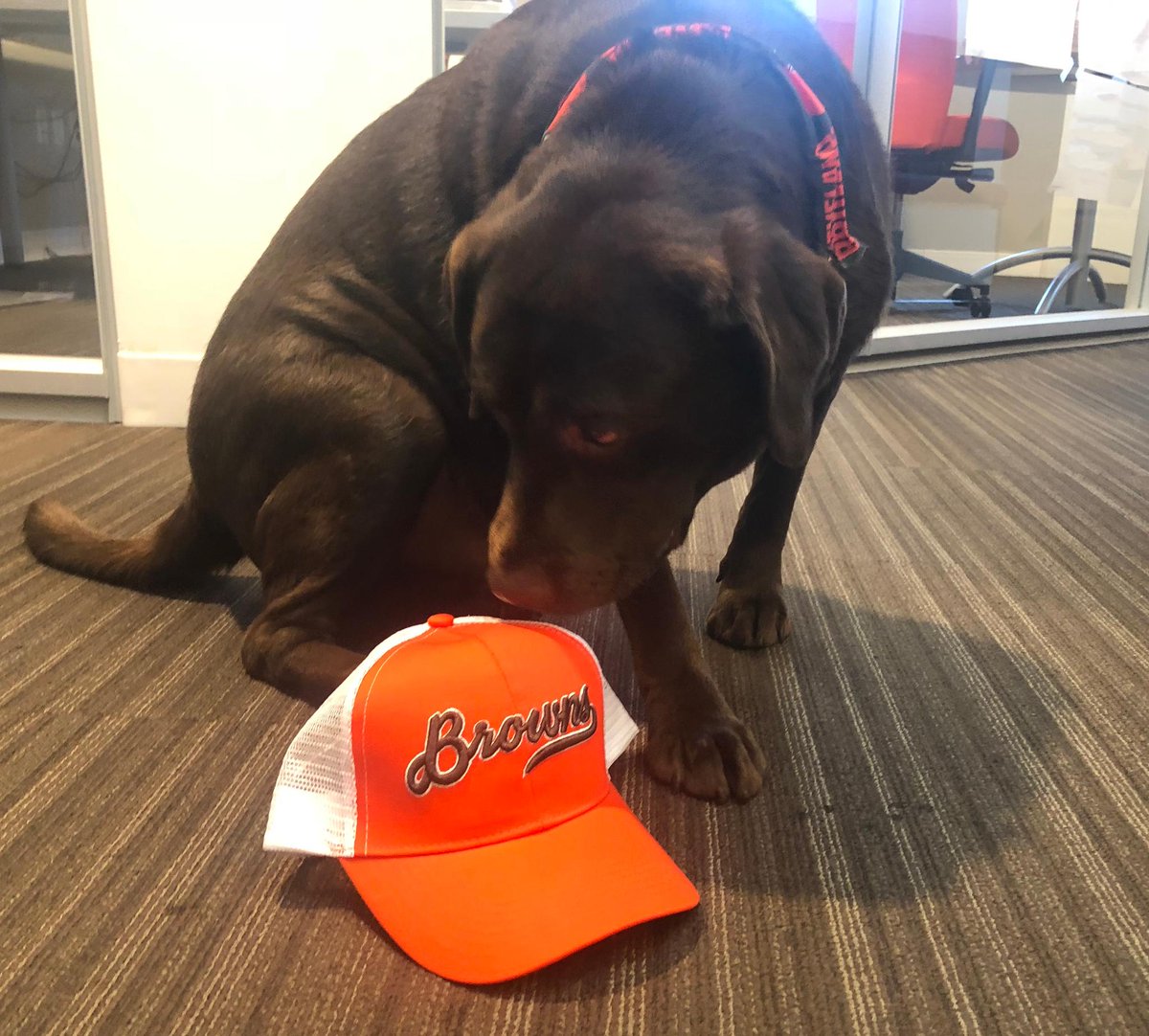 Browns's tweet photo. Moose found a spare @SherwinWilliams Trucker Hat for a giveaway! 🧢

🚨 RT for a chance to win this hat! 🚨

Rules: https://t.co/fd43SEiPKn https://t.co/eDUsVtdSAN