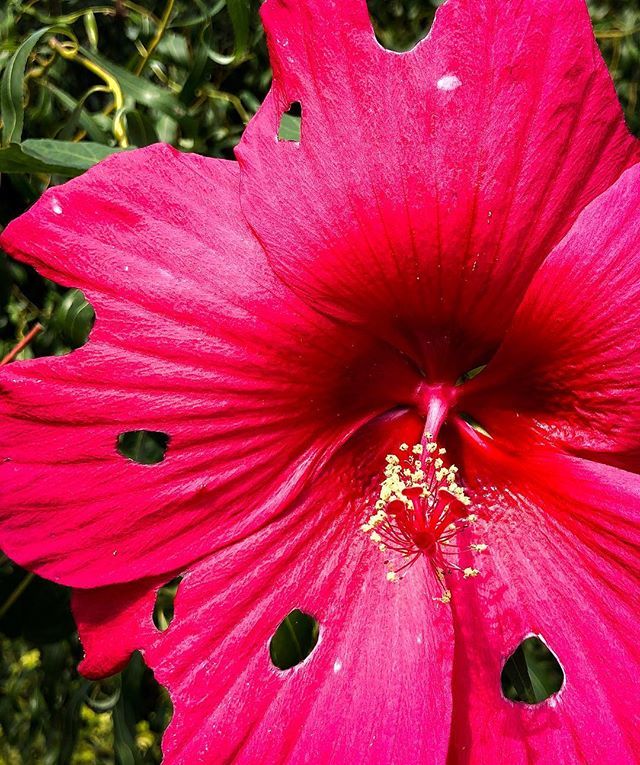 botanicalgarden's tweet photo. Weekend bonus post!

True origin of the phrase: “Nipped in the bud....”
.
.
.
#hibiscus #nippedinthebud #insectdamage #youthinkyouvegotproblems #notafancynewcultivar #papersnowflakemethod @moorefarmsbg @visitlakecitysc @discover_sc #lookcloser #itsinthedetails https://t.co/ryBBpFW0eS
