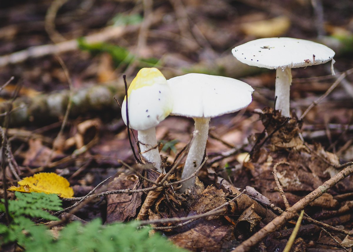 thatbackpacker's tweet image. A walk through the woods at Mont-Mégantic National Park in search of autumn treasure. 🍄🍃🍂 #CreateYourTrail #MerrellCanada #QuebecOriginal
