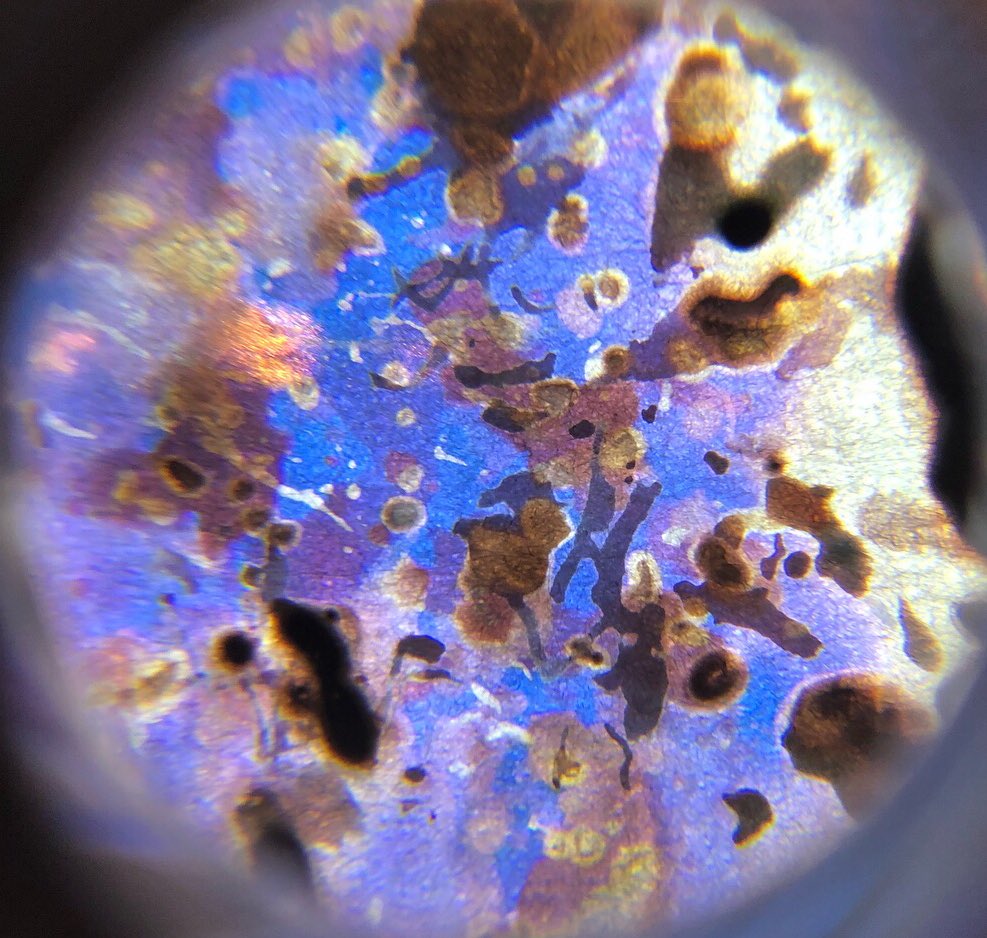Night_Sam's tweet photo. Some results from photochemical alchemy taking place in the subarctic tundra. Made for Augury: Machines which look at birds #field_Notes #ecologyofsenses #bioartsociery https://t.co/qMyiM626WP