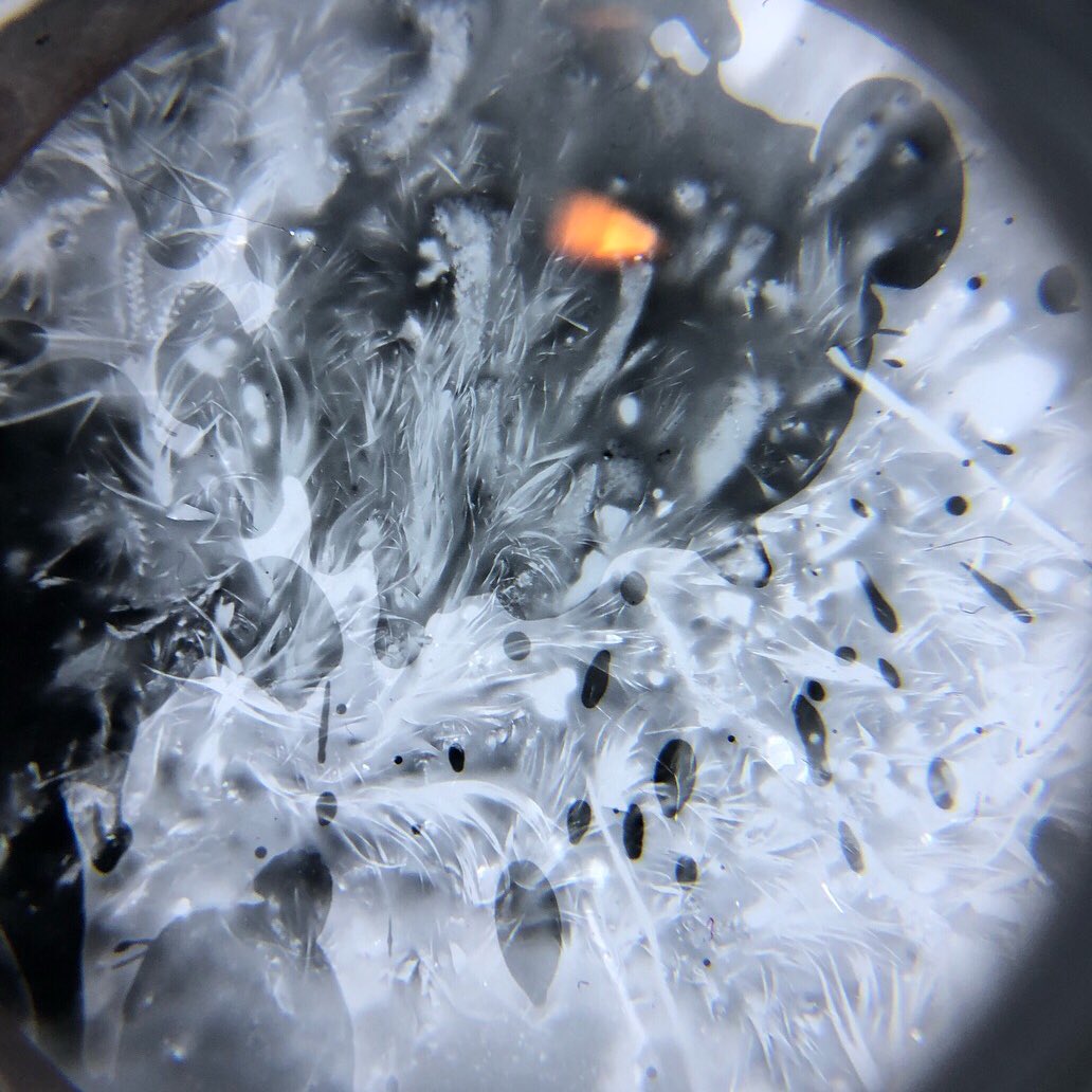Night_Sam's tweet photo. Some results from photochemical alchemy taking place in the subarctic tundra. Made for Augury: Machines which look at birds #field_Notes #ecologyofsenses #bioartsociery https://t.co/qMyiM626WP