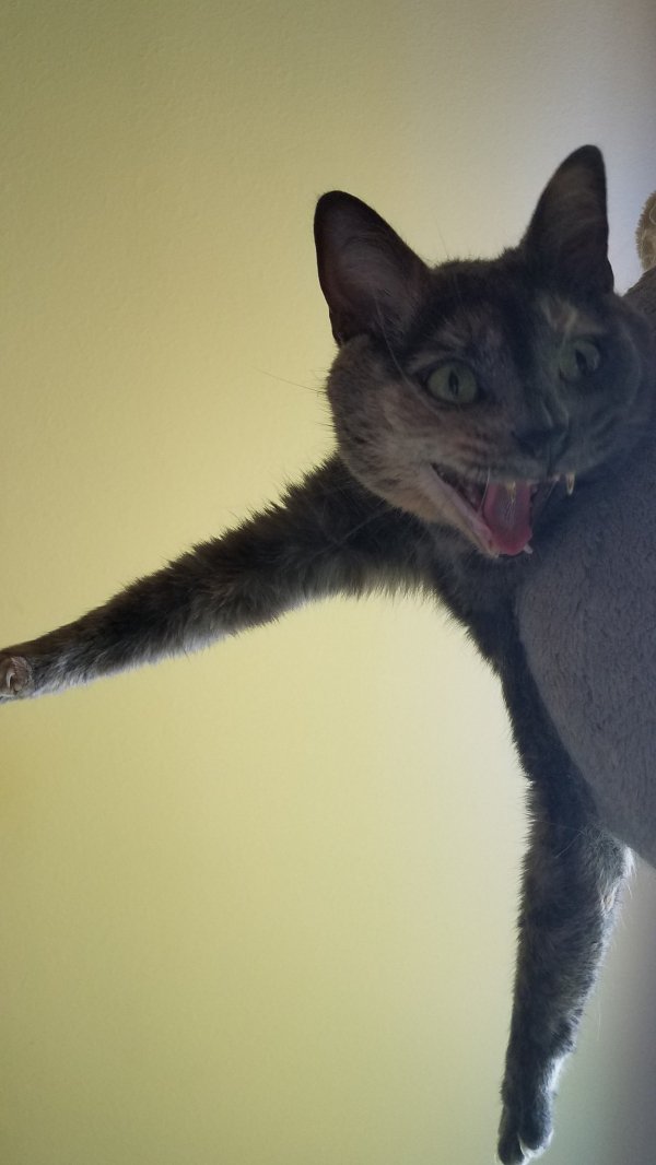 EvilCryptoCat's tweet image. #betting #DT #smartbit #natuur #leonesp #kitt