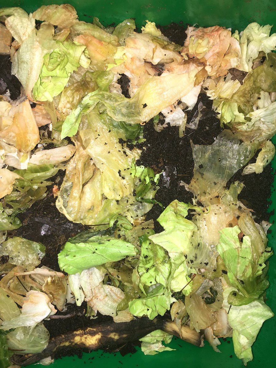 WormaCulture's tweet photo. See what a WormaBin can do for you! In just a few days this starter kit of waste munching worms made quick work of their food scraps, generated premium compost and are ready for more. Order your kit today and start doing the same! #wormaculture #wormabin #wormslovewaste https://t.co/fD4JaFfYIu