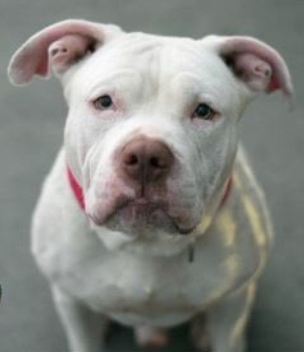 MoishesMom's tweet image. Max will die at #NYCACC if not rescued by an experienced deaf dog rescue group. He was adopted and returned within one week and he has a DOH hold. This is not good for him. #Urgent #Deaf #Dog #Rescue needed in #NYC hurry this is no joke🙏👇🏻🙏👇🏻#Save #Max 👇🏻🙏