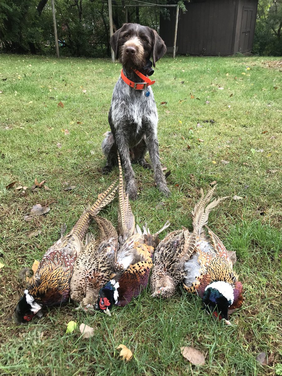 APWBauer's tweet image. Awesome day! Jake had 5 retrieves and 2 were runners that he tracked down.
#fischershuntclub
#fallcolors