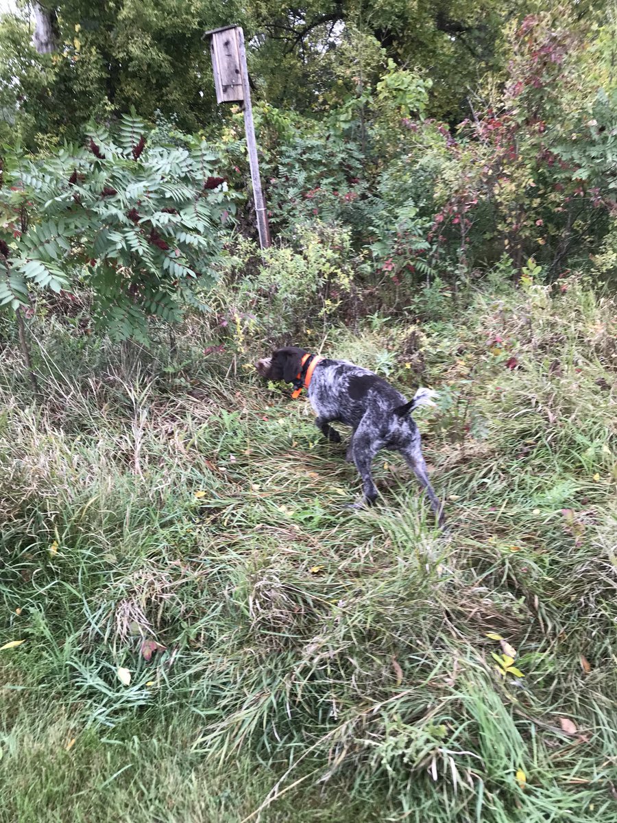 APWBauer's tweet image. Awesome day! Jake had 5 retrieves and 2 were runners that he tracked down.
#fischershuntclub
#fallcolors