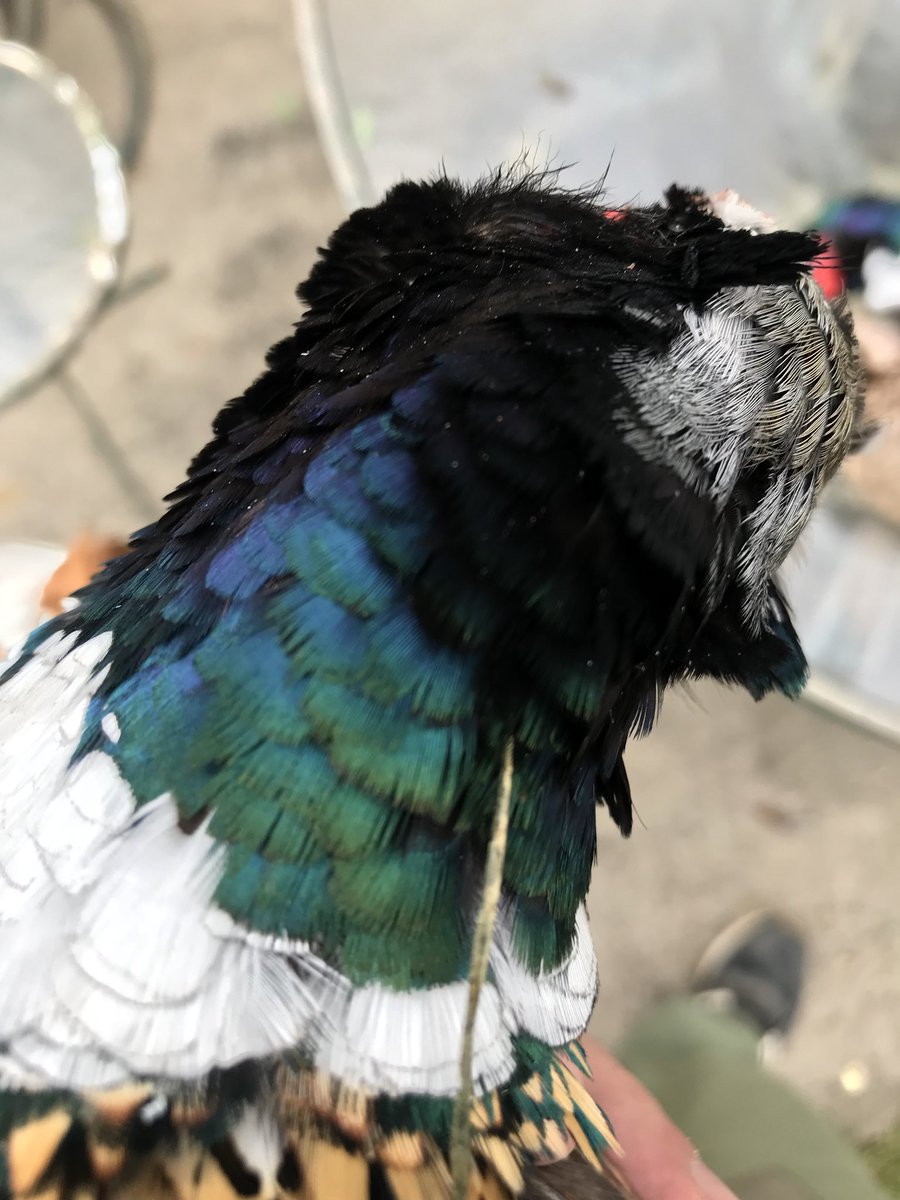 APWBauer's tweet image. Awesome day! Jake had 5 retrieves and 2 were runners that he tracked down.
#fischershuntclub
#fallcolors