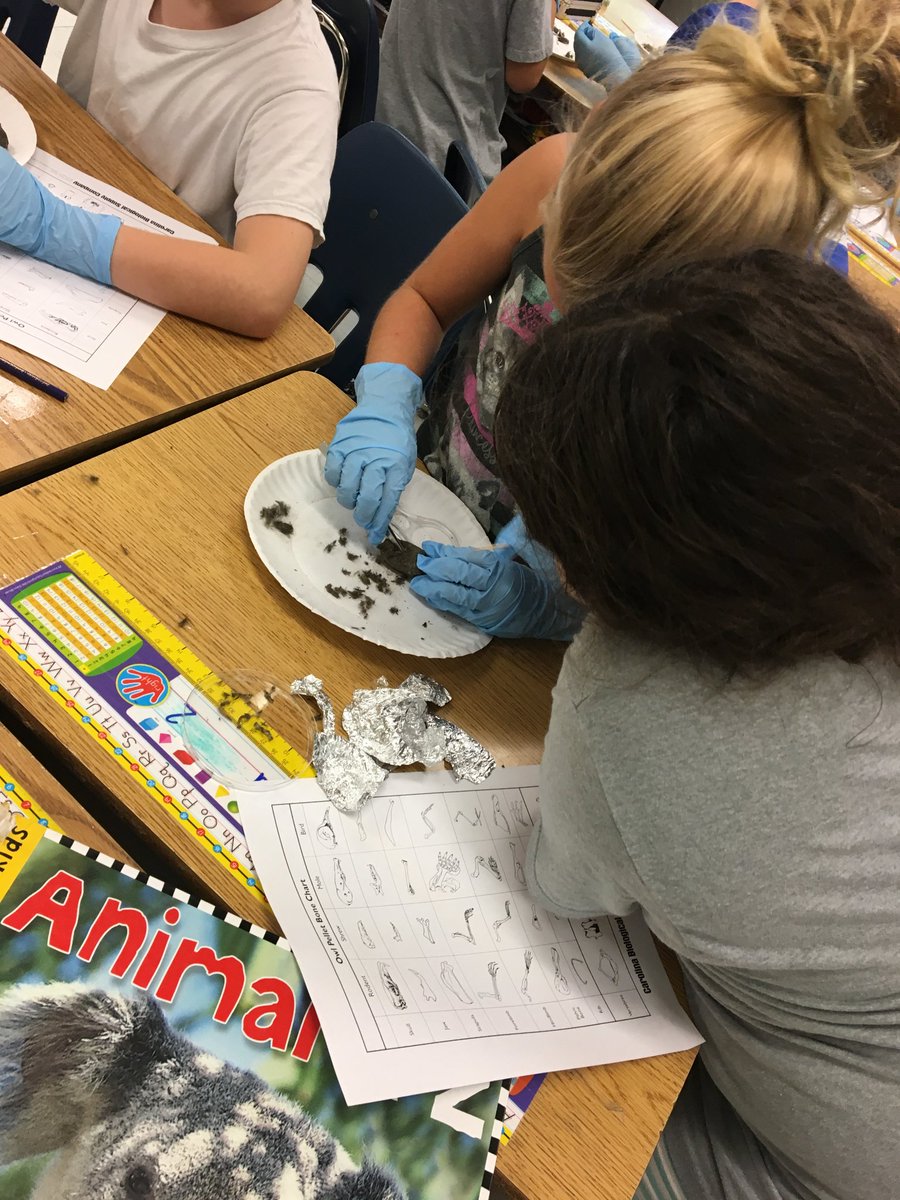 CSELions's tweet photo. 3rd grade students dissected owl pellets in science. You know it's a great lessons when students say, "We don't want to go to recess! Let's keep doing science!" #MinutesMatter #NWLoveLearnLead #CSELions https://t.co/k7qXz4z8SY
