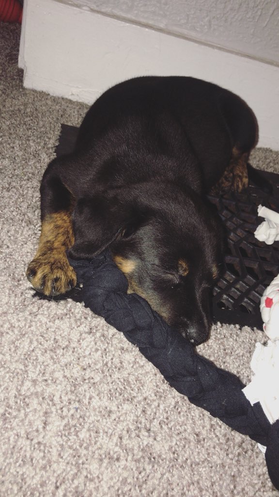 Happy furry friend Friday! Meet this adorable pupper Sky, submitted by Nate Kurtz. Check back next Friday for more furry friends!