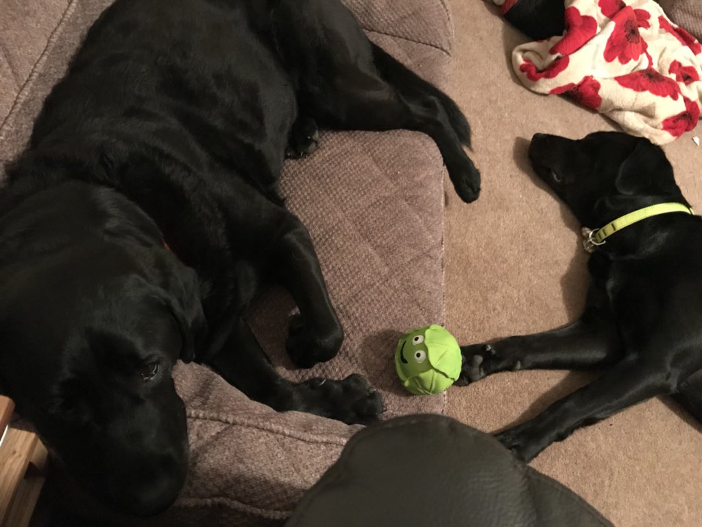 Hetty_BG's tweet photo. It’s hard telling these two apart! Hetty has pinched #Wolfys birthday sprout...it quacks like a duck &amp; she lives it! https://t.co/2hyoxEs6W6