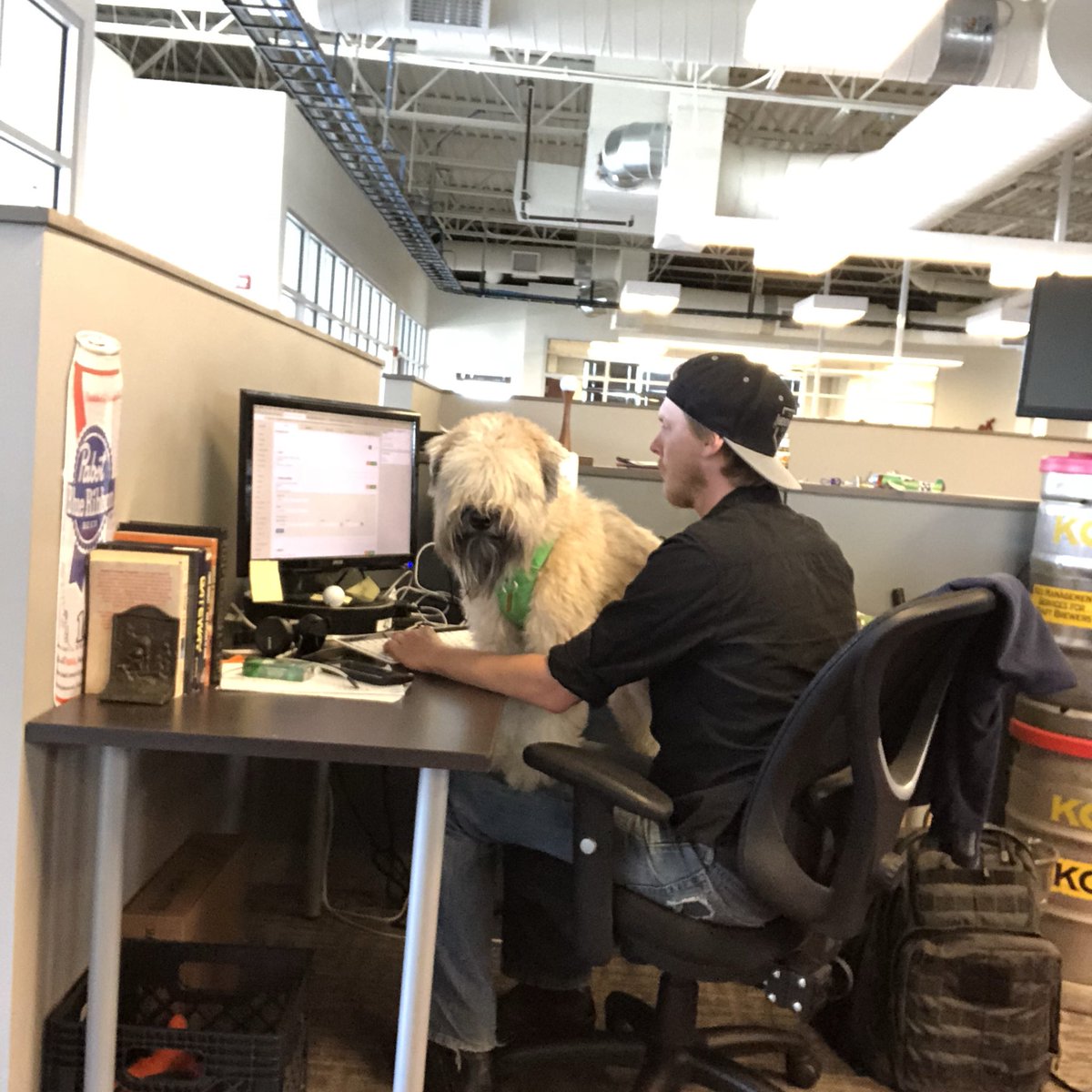 This is why everyone loves it when I come to the #office! #deskdog #lapdog #steadyserv
.
.
.

#wheatenterrier #wheatensofTwitter #wheatenlove #scwt #indywheatens #dogsoftwitter #meetinawheaten #goodboy #adventureswithted #ridiculousted