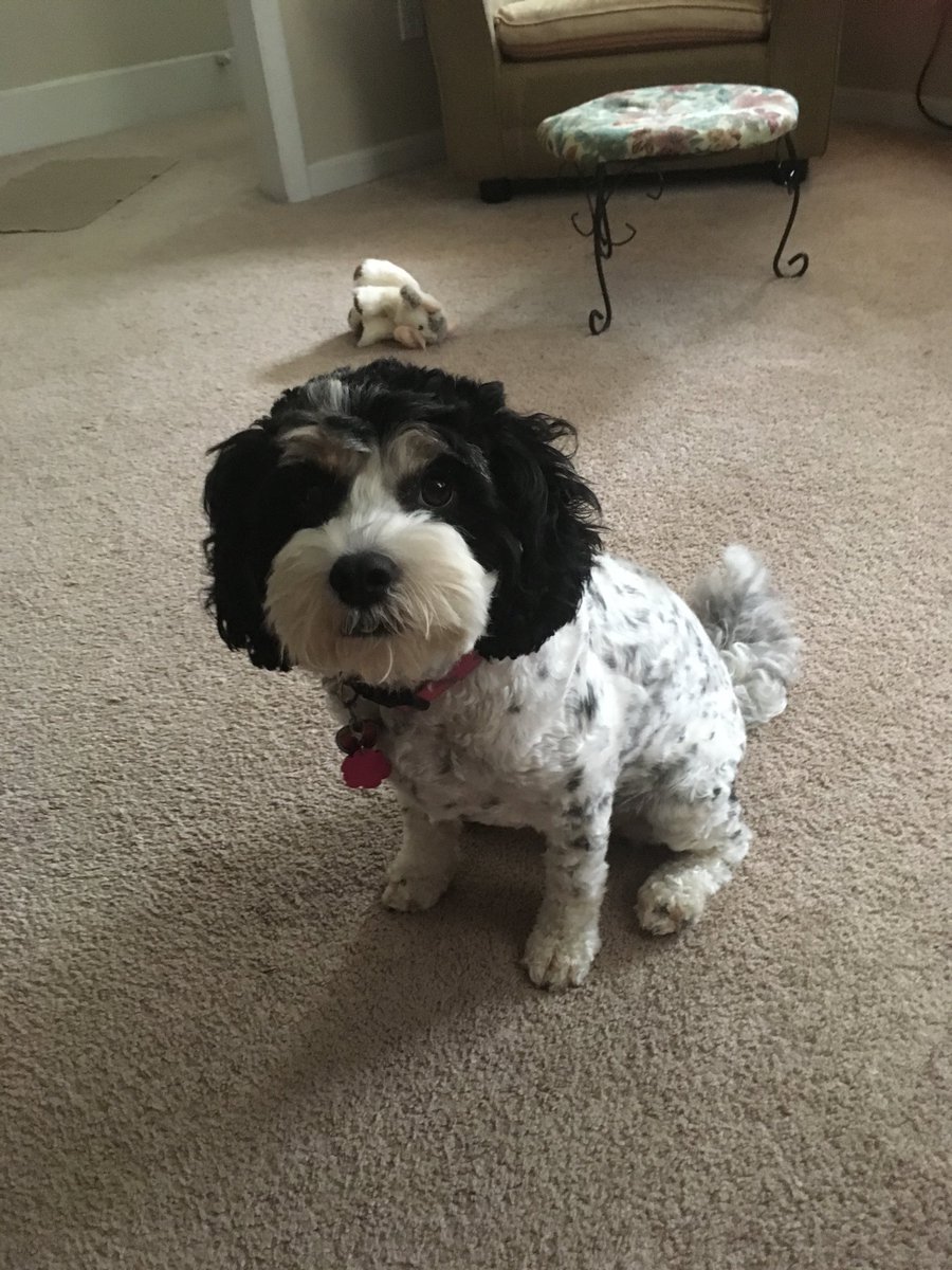 Happy 3rd birthday Bella