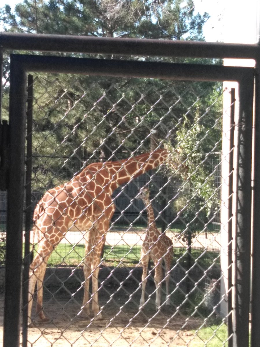 MsGuthries5th's tweet photo. Zoo fun is exhausting!

@PVEPioneers https://t.co/r4xFwr2GJs