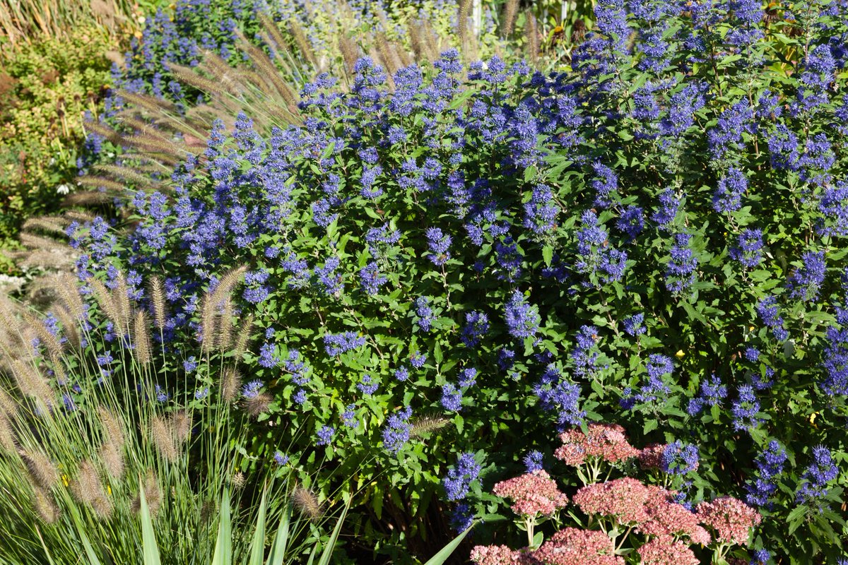 LGartenblog's tweet photo. #Spätsommer in Bastians #Garten
#Langhirt #Gartenblog #langhirtsgartenblog #Hülzweiler #Saarlouis #Saarbrücken #Saarland #Pennisetum #Lampenputzergras #Caryopteris #Bartblume #Gräserimgarten #Staudengarten #Gartengestaltung #Gartendesign #Gärtner #Blogger #September https://t.co/balxLKfQGx