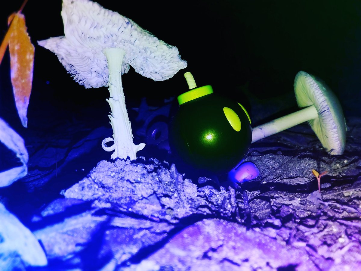 MottKota's tweet photo. Through the mushroom kingdom

#photography #bomb #bob #SuperMario #MushroomMario https://t.co/0ne92qV0x3