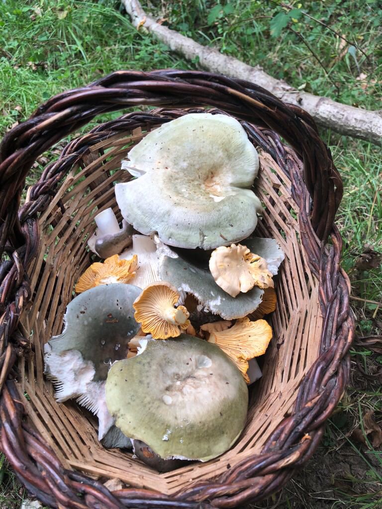 ManuelAguinaga's tweet photo. Antesala #Otoñada18 (1/2 by #JaimeR)...
Russulas y Chantarellas.
(Hayal del Puerto de Alisas, Riotuerto, Cantabria). https://t.co/Ke1cK9BmYS