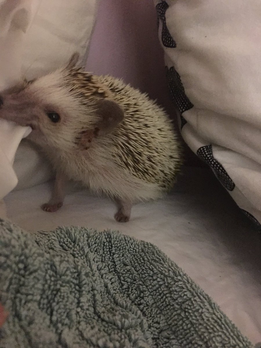 Adeanaspeed's tweet photo. Happy 4th birthday to my big boy! 🦔 - excuse his nails https://t.co/1ZJoL6Boni
