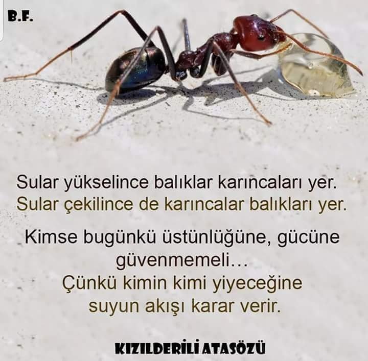 #KIZILDERİLİ DERKİ ;   KİMİN KİMİ YİYECEĞİNE SUYUN AKIŞI KARAR VERİR .  "EvriminAsıl ÇıkmazıRuh"