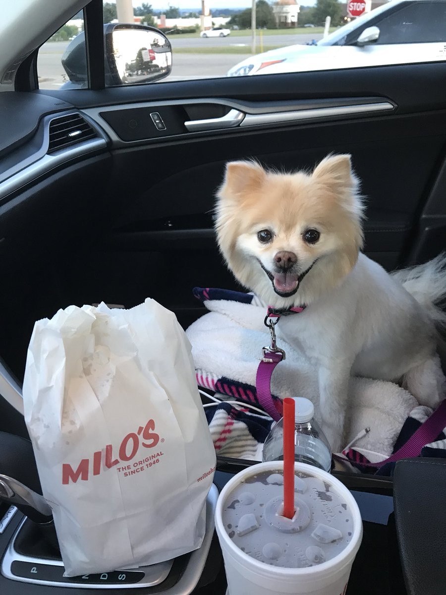 WillTGaines's tweet photo. Cricket can’t pass a @milosburgershop without stopping. https://t.co/fSstlyogE7